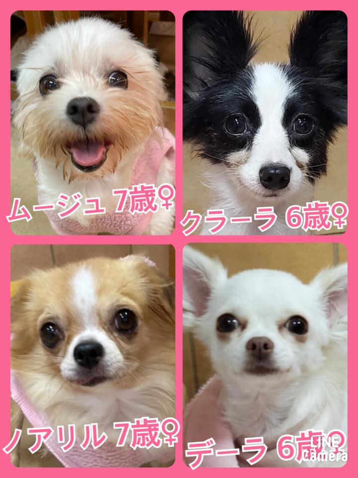 🐾今日の里親様募集中ワンコ🐶メンバーです🐾2021,11,4